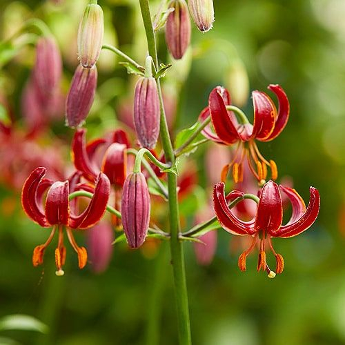 Crin Martagon Lilium Claude Shride, 1 Bulb Calitate Premium, Visiniu cu Puncte Portocalii [1]