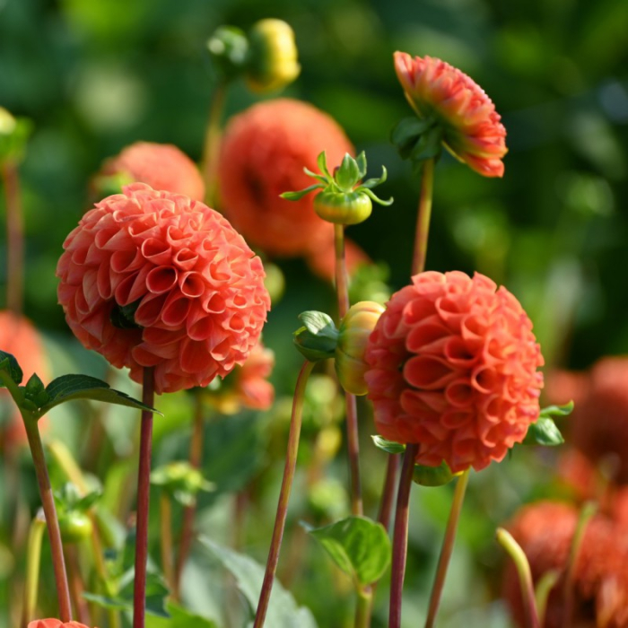 Dalia Bantling, 1 Bulb Calitate Premium, Tip Pompon, Portocaliu Vibrant [3]