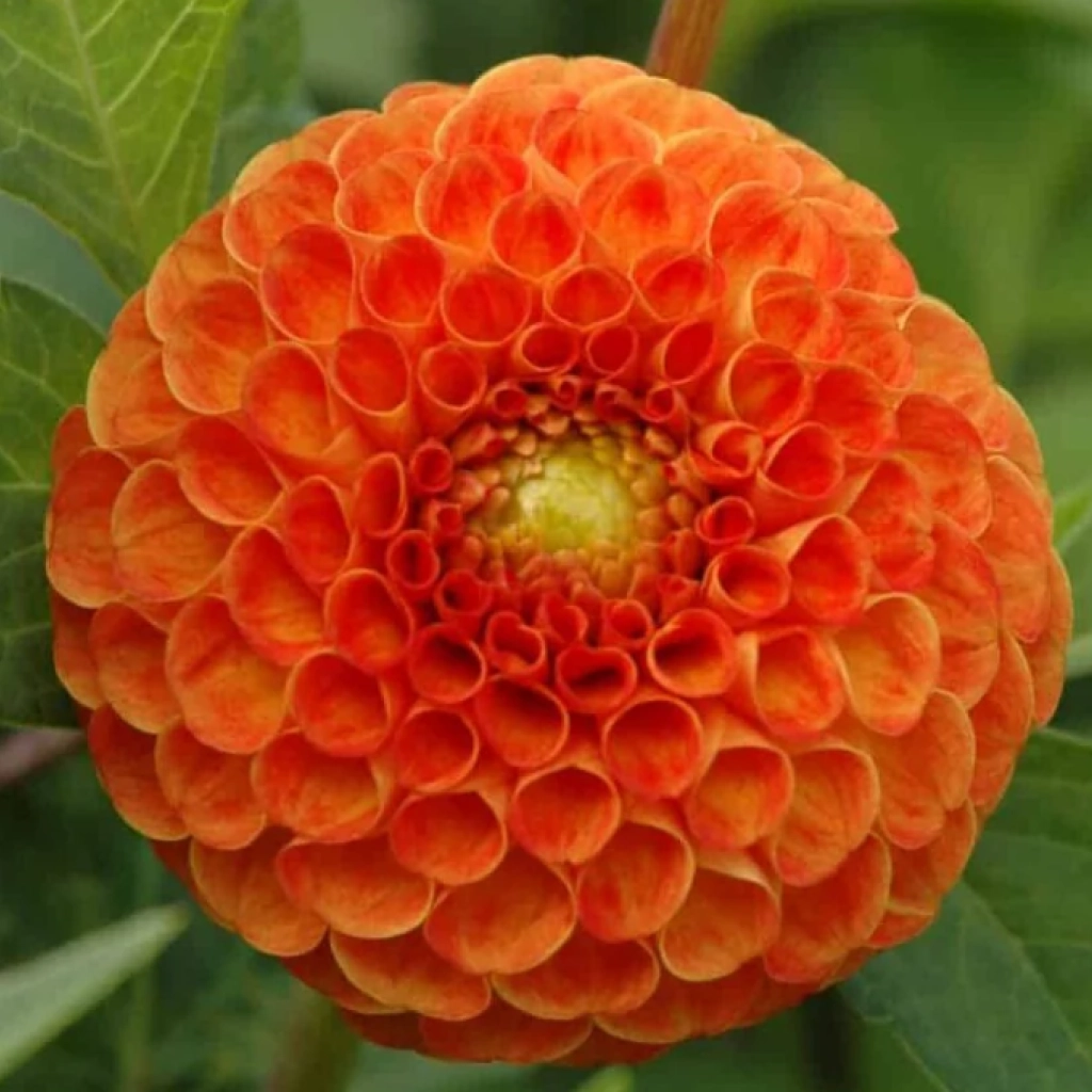 Dalia Bantling, 1 Bulb Calitate Premium, Tip Pompon, Portocaliu Vibrant [2]