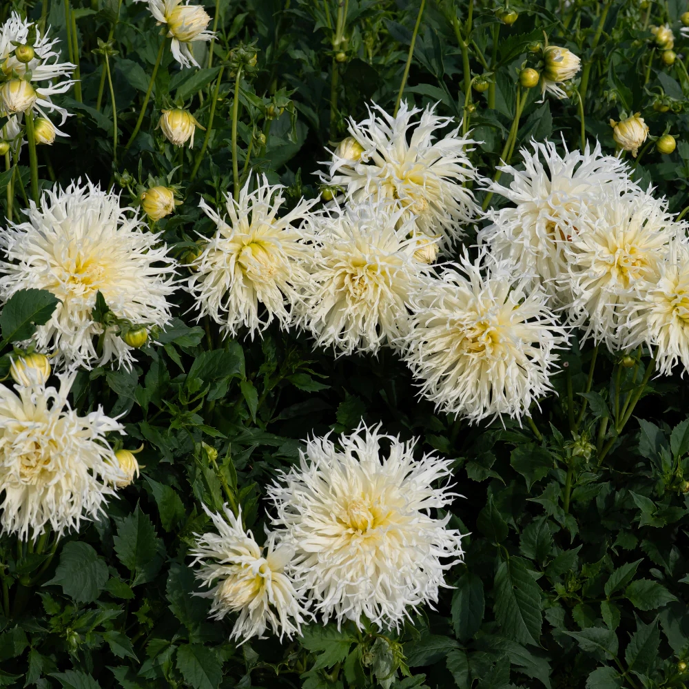 Dalia Tsuki Yori No Shisha, Bulbi de Calitate Premium, Alba, Tip Fimbriata [3]