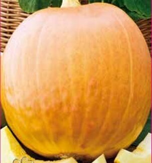 Dovleac Big Max 3 g – fructe uriase, soi furajer si decorativ, productie mare [2]