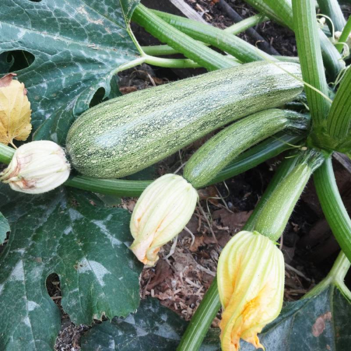 Dovlecel Greyzini F1 3,5 g – hibrid timpuriu, productiv si uniform [2]