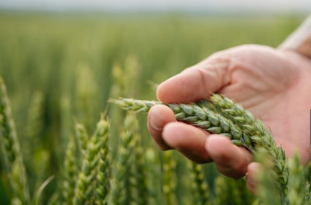 Erbicid Comod Super 75 WG, 20 g, pentru 1 Hectar, Combatere Buruieni Dicotiledonate Cereale [3]