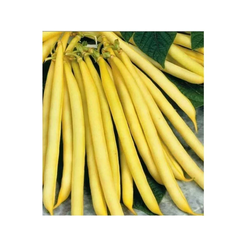 Fasole Pitica Berggold – Pastai Galbene, Fragede, Productie Ridicata 50g [2]