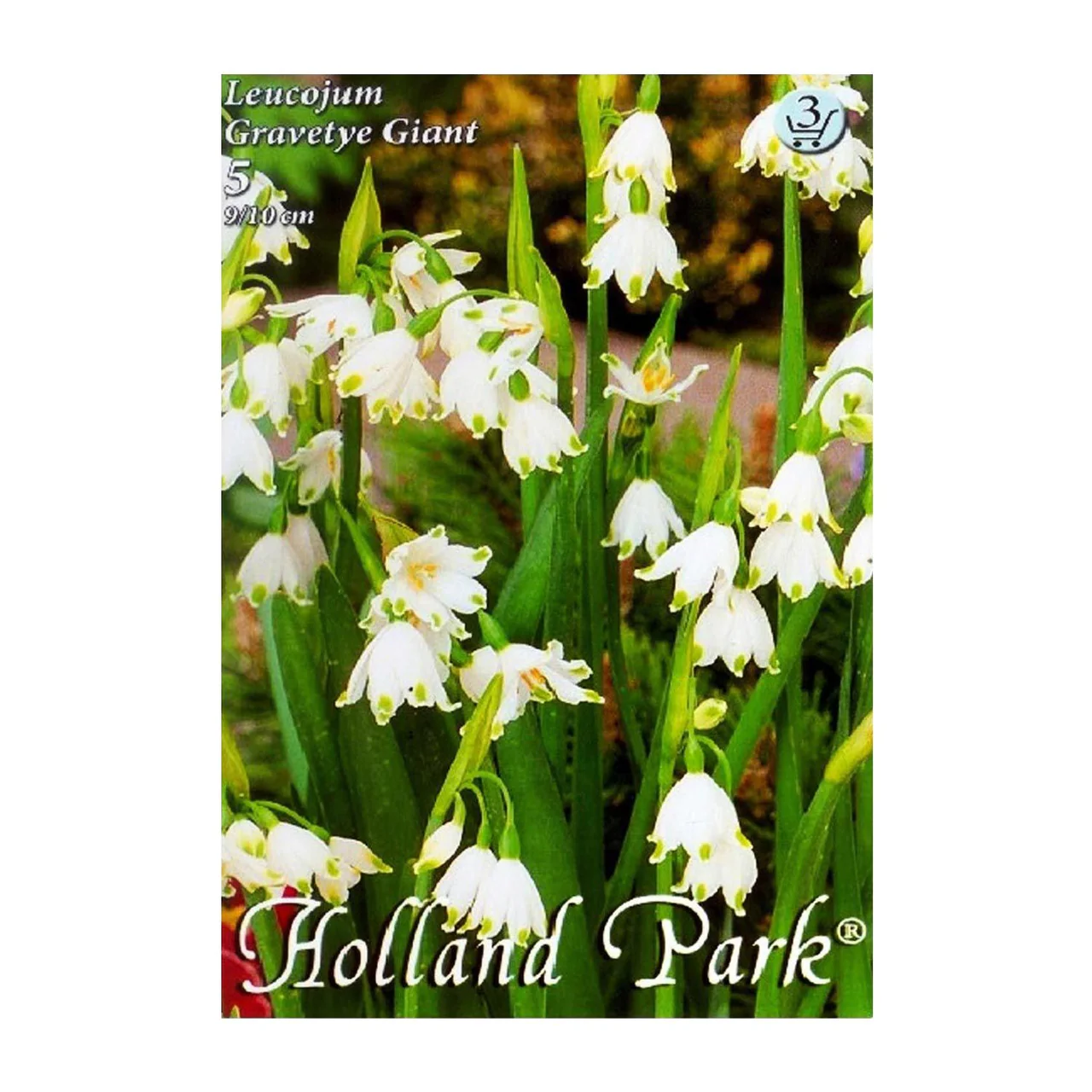 Ghiocei de vara / Leucojum Gravetye Giant - 5 bulbi [2]