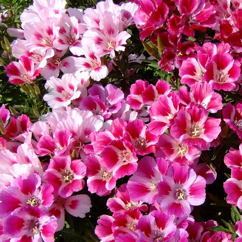 Godetia Colorata – Flori Delicate, Aspect Romantic [2]