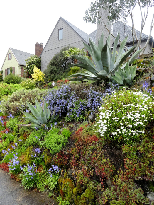 Ingrasamant lichid pentru leandri, maslini si plante mediteraneene 0.3 L Biopon [4]