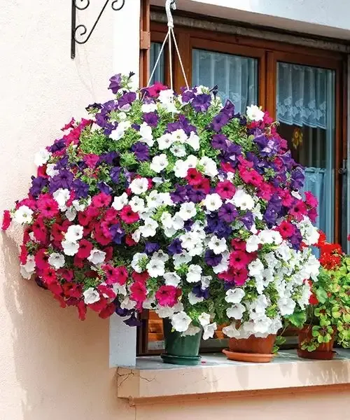 Ingrasamant Solubil Biopon Bloom Petunii si Supertunii 200g - Cascada de Flori [3]