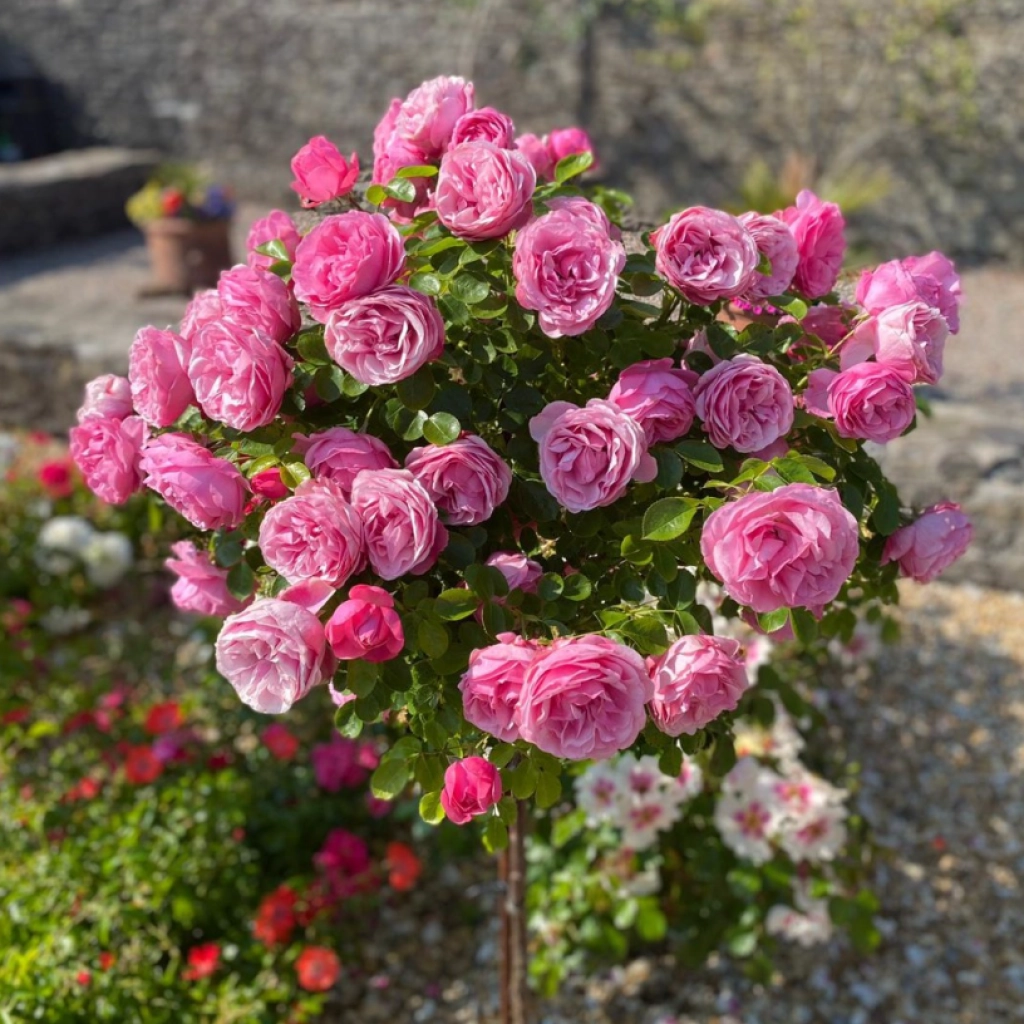 Ingrasamant Solubil Biopon Bloom Trandafiri 200g - Pentru Inflorire Abundenta [4]