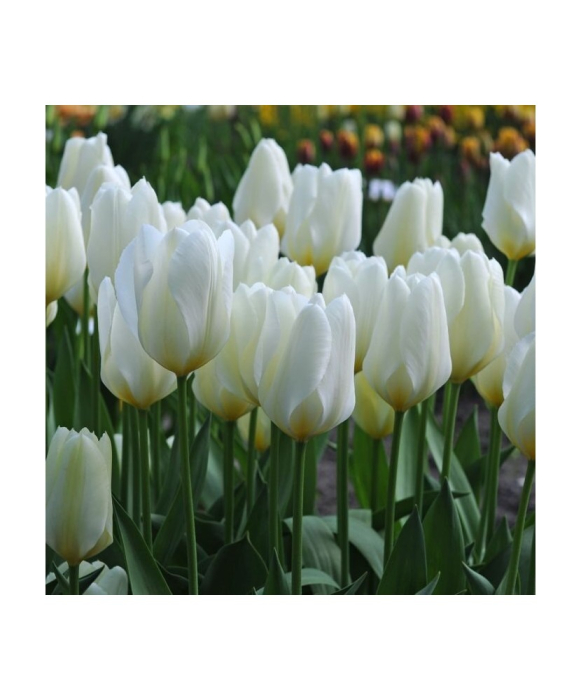 Lalele / Tulipa Purissima Fosteriana - 7 bulbi - [3]