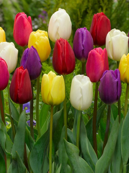 Lalele / Tulipa Triumph mixed - 8 bulbi - [2]