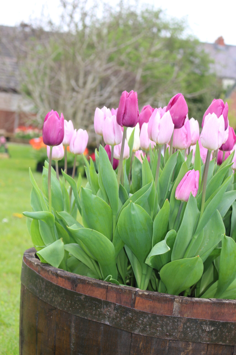 Lalele - Tulipa Trio Prince Mixed - 6 bulbi - [1]