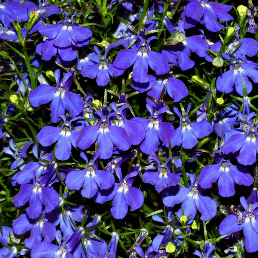 Lobelia Albastru – Flori Fine pentru Ghivece si Jardiniere [2]