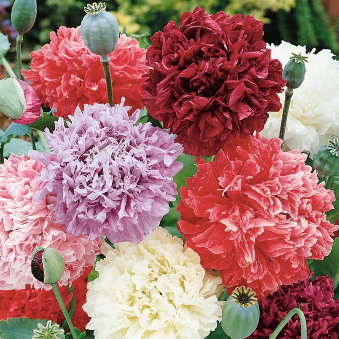 Seminte Flori Mac Decorativ tip Bujor 0.5g Kertimag - Papaver Paeoniflorum Mix [4]