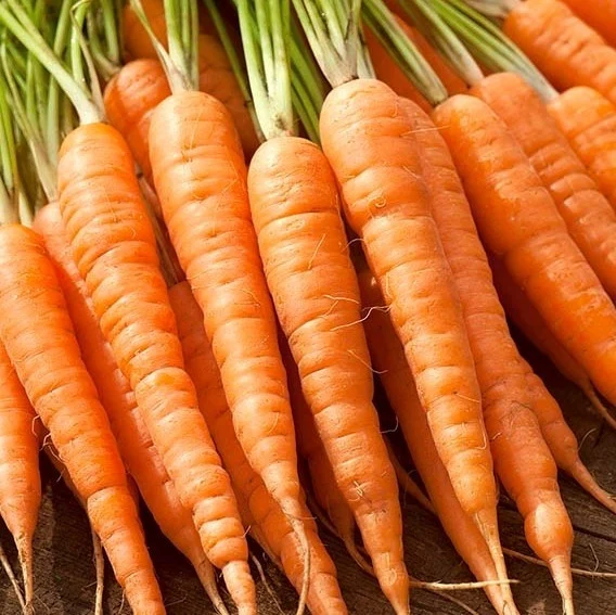 Morcov - Flakkee 5g [2]