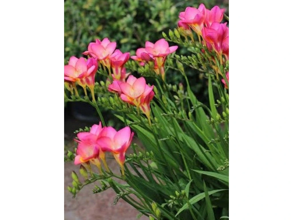 Pachet 10 Bulbi Frezia Pink Single - Roz Delicat si Parfum Inconfundabil [3]