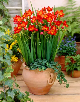 Pachet 10 Bulbi Frezia Red Single - Rosu Vibrant si Parfum Seducator [4]