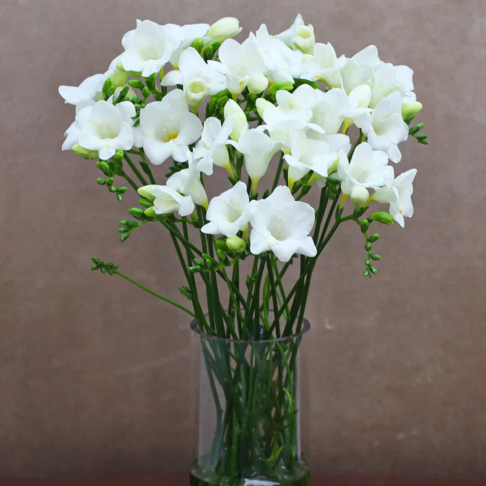 Pachet 10 Bulbi Frezia White Single - Alb Pur si Parfum Inconfundabil [2]