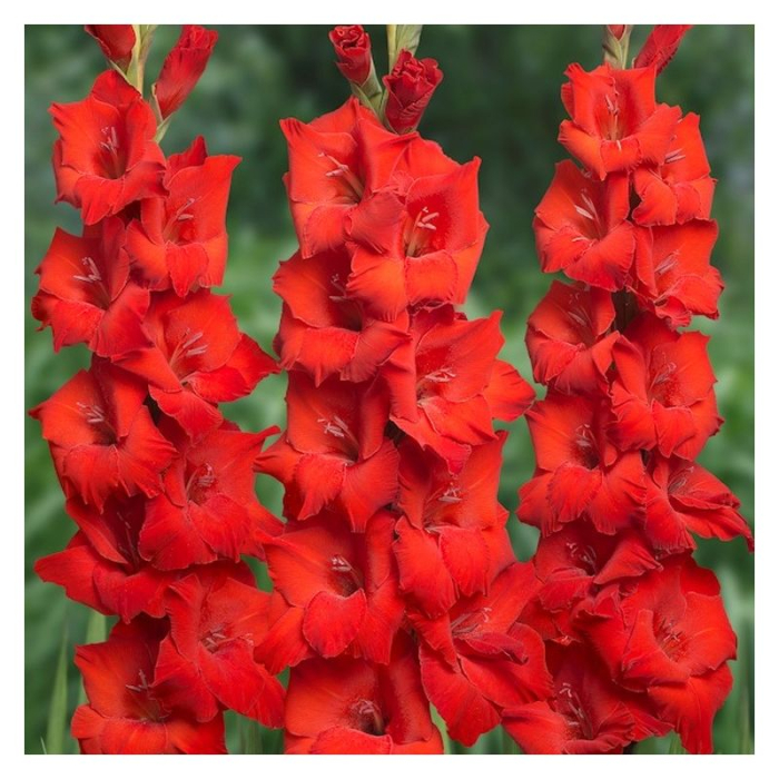 Pachet 10 Bulbi Gladiole Duo Red Pink - Mix Rosu si Roz Vibrant [3]