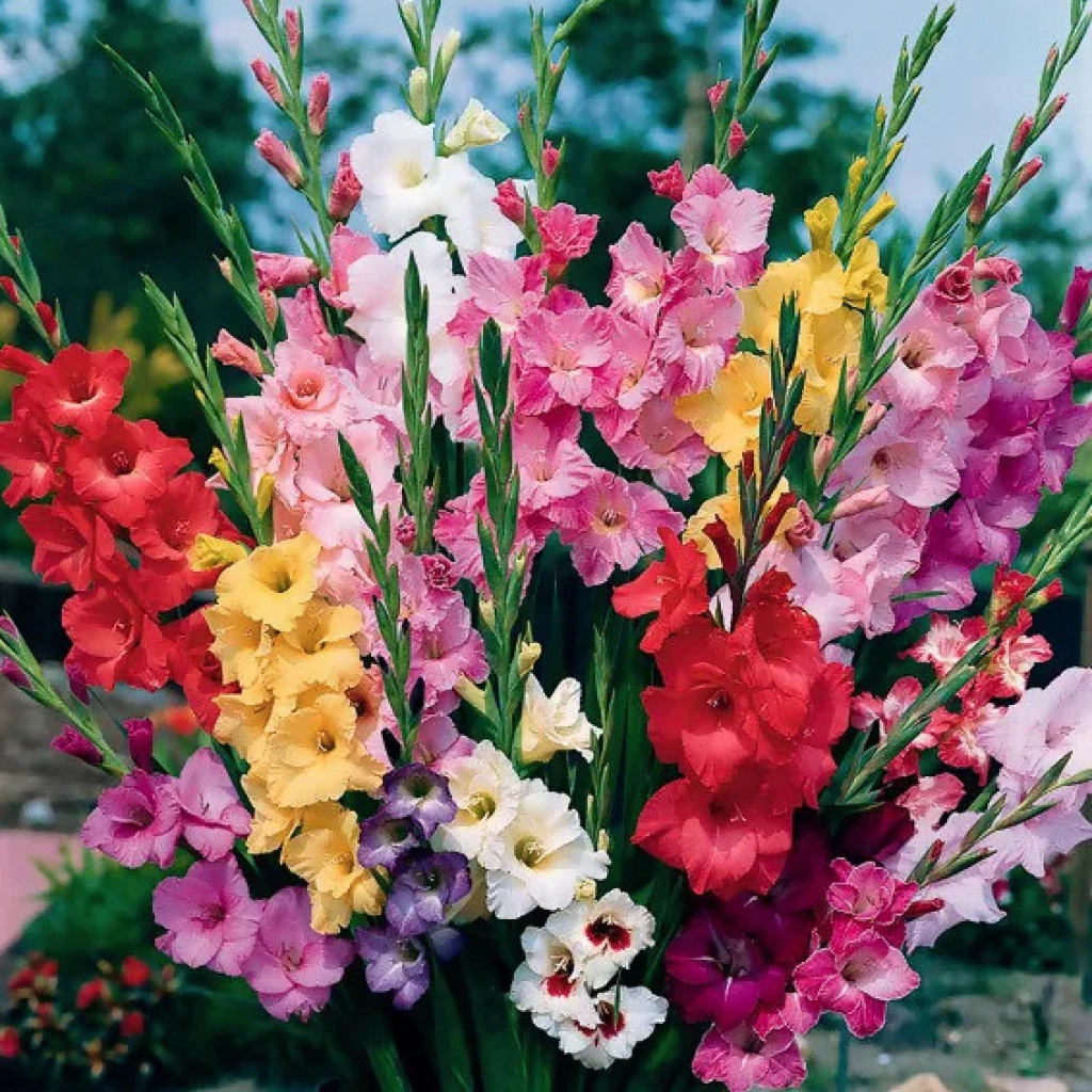 Pachet 10 Bulbi Gladiole Mix - Amestec Multicolor de Vara [3]