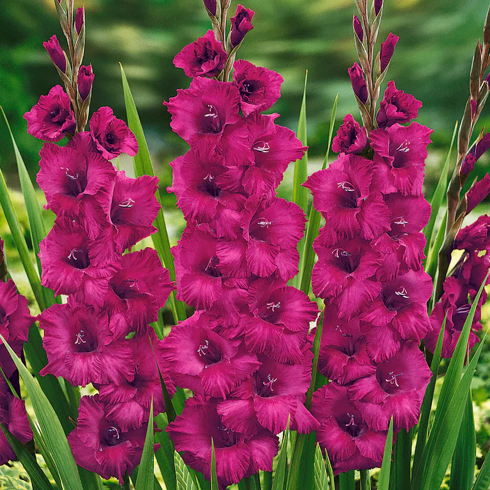 Pachet 10 Bulbi Gladiole Plumtart - Mov Purpuriu Intens si Catifelat [2]