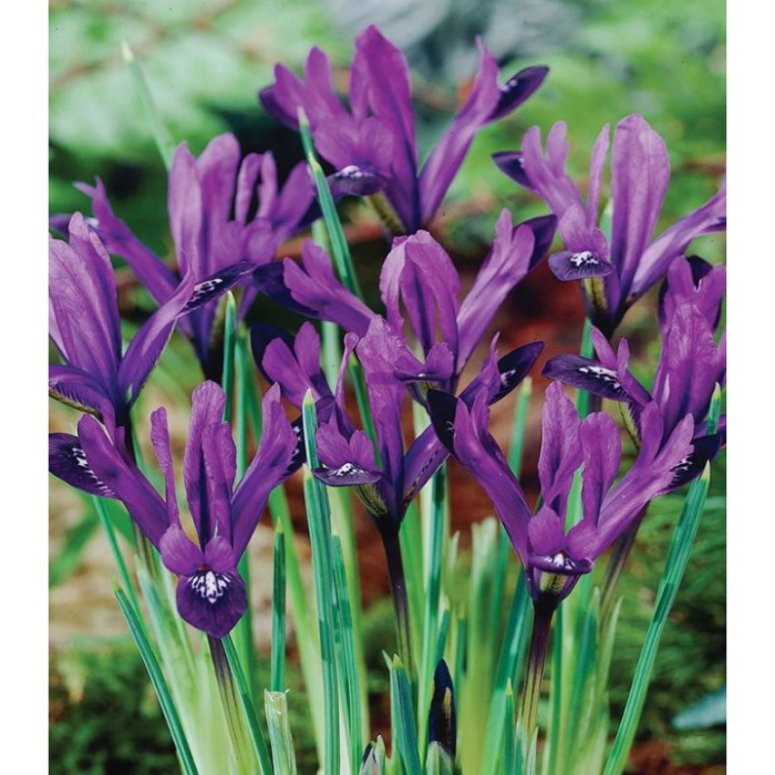 Pachet 10 Bulbi Iris Purple Sensation - Violet Intens si Detalii Galbene [4]
