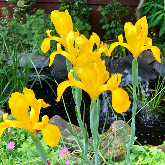 Pachet 10 Bulbi Iris Royal Yellow - Galben Intens si Eleganta Verticala [2]