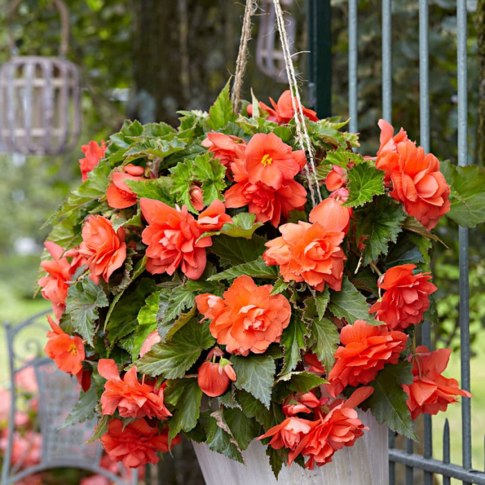 Pachet 3 Bulbi Begonia Large Flowering Orange - Flori Mari Portocalii [3]