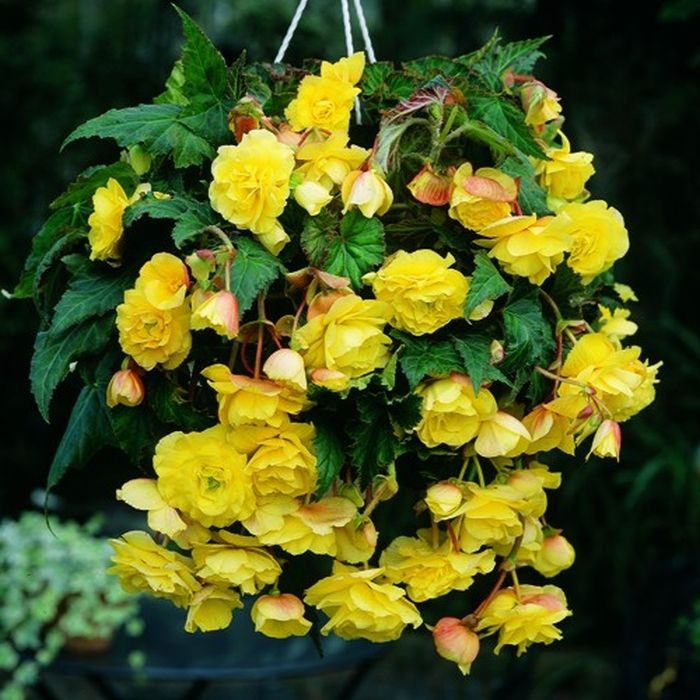 Pachet 3 Bulbi Begonia Pendula Yellow - Cascada de Flori Galben Solar [3]