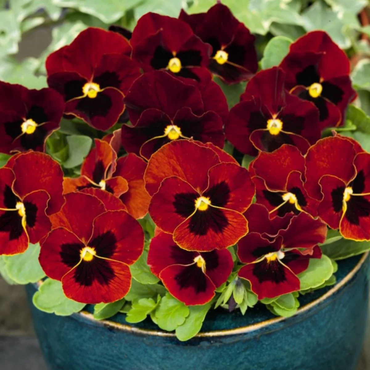 Panseluțe Roșii- Kertimag [2]