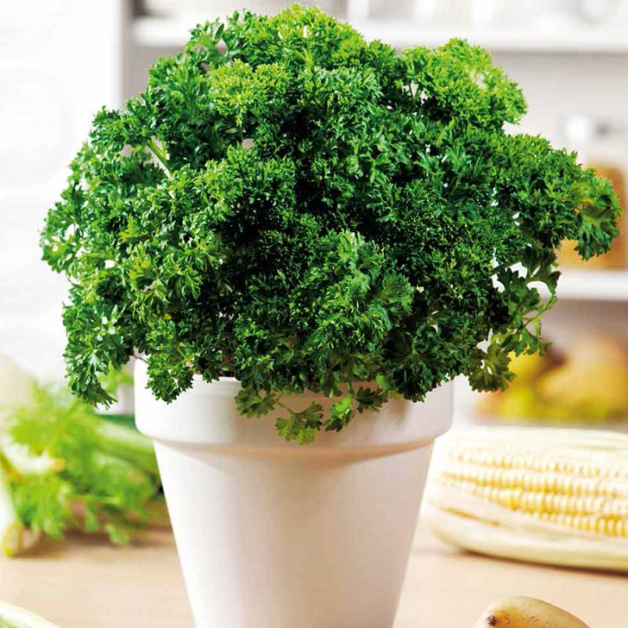 Seminte Patrunjel pentru Frunze Mooskrauser 3g Kertimag - Soi Cret si Decorativ [3]