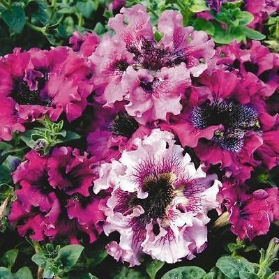 Seminte Flori Petunie Superbissima cu Flori Mari 0.13g Kertimag - Flori Gigante Ondulate [2]