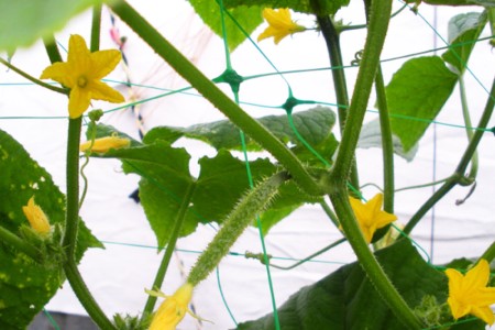 Plasa de Palisare pentru Plante si Legume Agatatoare 1.7 x 5m, Plasa Sustinere Castraveti si Fasole [3]