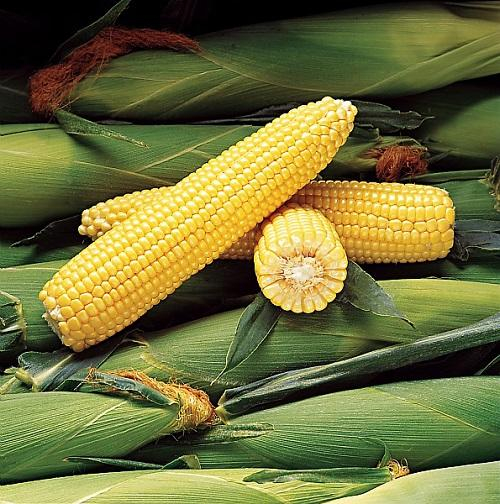 Porumb dulce Sweet Corn 50 g – soi timpuriu, boabe dulci și fragede [2]