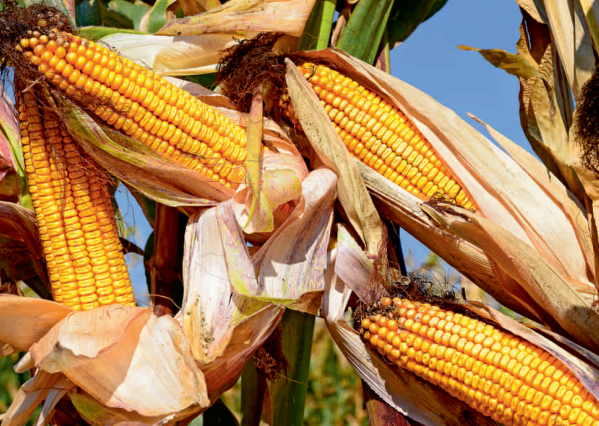 Porumb Fertilia Cera 380, Sac 25.000 MB (aprox. 7.5 kg), Grupa FAO 380 [3]