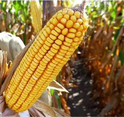 Porumb Fertilia ZP 4007, Sac 25.000 MB (aprox. 7.0 kg), Grupa FAO 400 [2]