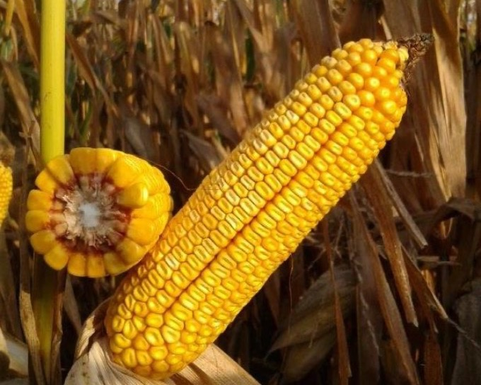 Porumb Mas Seeds MAS 300.B, Sac 50.000 MB (aprox. 10 kg), Grupa FAO 300, Tehnologie Waterlock [4]