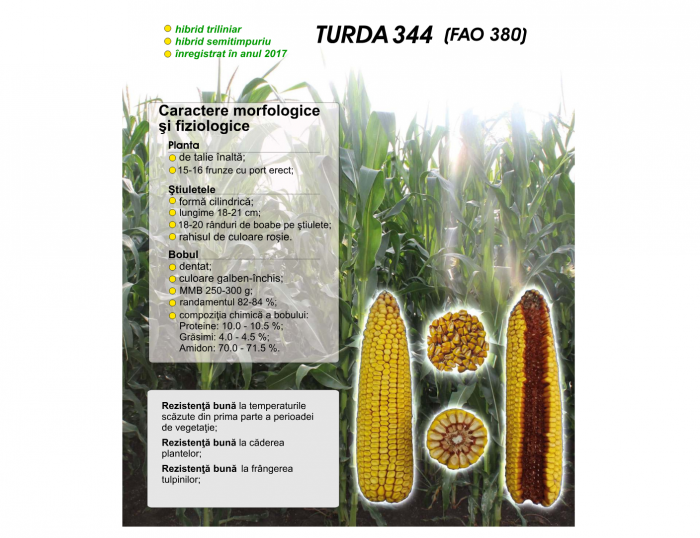 Porumb Turda 344 - 10 Kg FAO 380 [2]