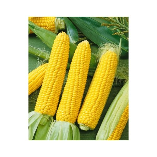 Seminte Porumb Zaharat Golden Bantam 100g Agrosem - Recolta Generoasa pentru Familie [2]