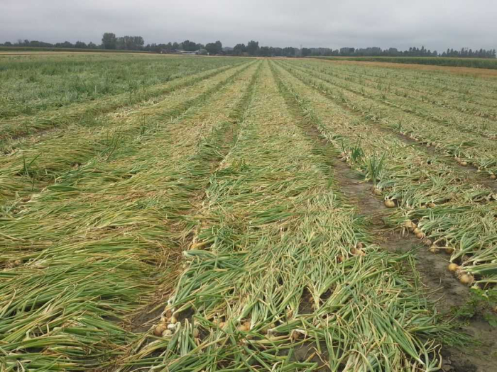 PRECOMANDA! Arpagic Bonus F1 10 kg – hibrid semitimpuriu, productiv si rezistent, calibru 16/21 mm [4]