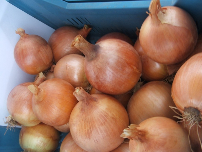 PRECOMANDA! Arpagic Bonus F1 10 kg – hibrid semitimpuriu, productiv si rezistent, calibru 16/21 mm [6]