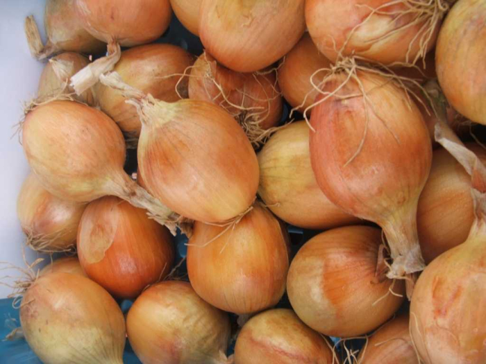 PRECOMANDA! Arpagic Bonus F1 10 kg – hibrid semitimpuriu, productiv si rezistent, calibru 16/21 mm [5]