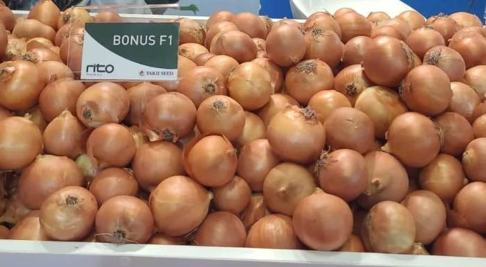 PRECOMANDA! Arpagic Bonus F1 10 kg – hibrid semitimpuriu, productiv si rezistent, calibru 16/21 mm [2]