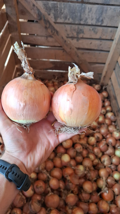 PRECOMANDA! Arpagic Medusa F1 10 kg – soi hibrid timpuriu, productiv și uniform, calibru 16/21 mm [4]