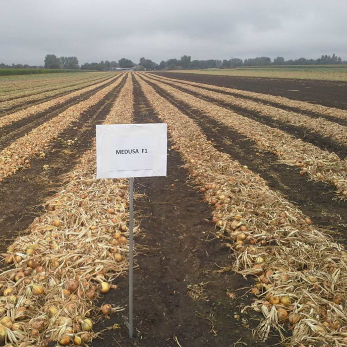 PRECOMANDA! Arpagic Medusa F1 10 kg – soi hibrid timpuriu, productiv și uniform, calibru 16/21 mm [5]