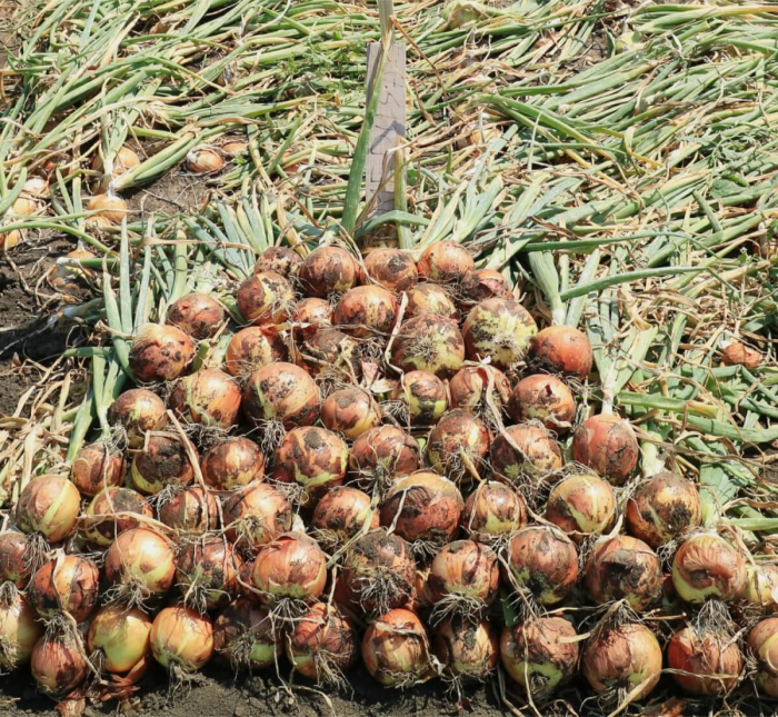 PRECOMANDA! Arpagic Medusa F1 10 kg – soi hibrid timpuriu, productiv și uniform, calibru 16/21 mm [6]