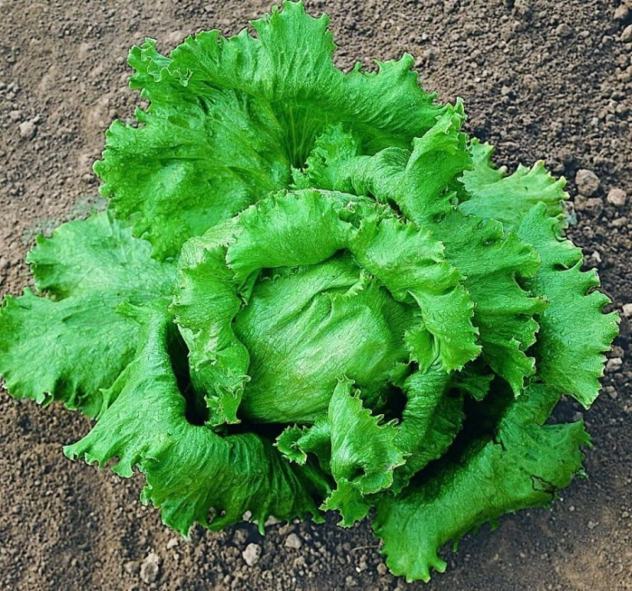 Salată - Great Lakes 118 [3]