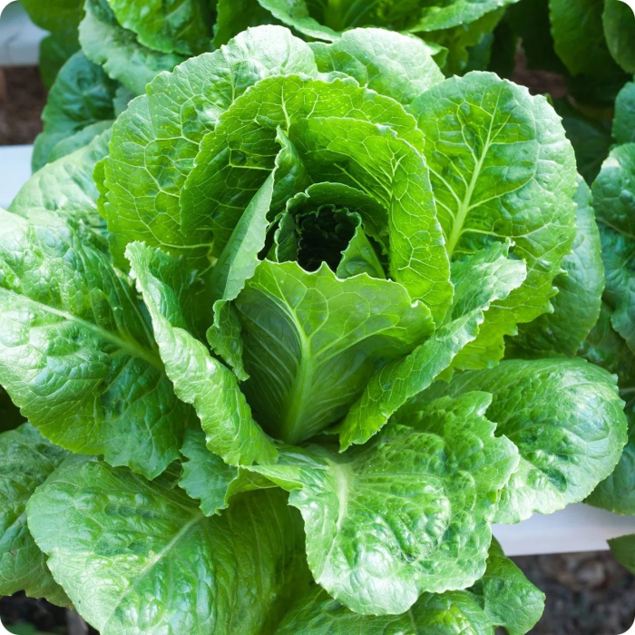 Salata Romana Verde 3g – Frunze Crocante, Gust Fresh, Creste Rapid [1]