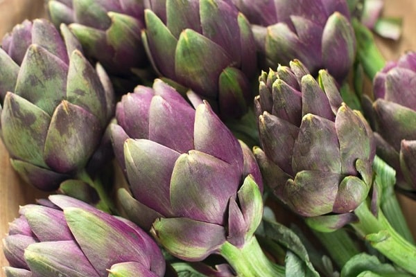 Seminte Anghinare Violetto di Romagna, Plic 1g, Varietate Gourmet cu Flori Violet, Kertimag [4]