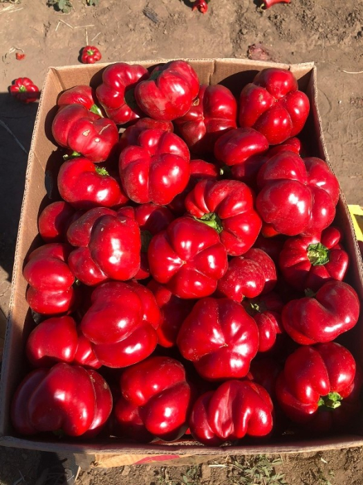 Seminte Ardei Creola tip Pritamin, Plic 0.5 g, Kertimag, Soi Productiv cu Pulpa Groasa [3]